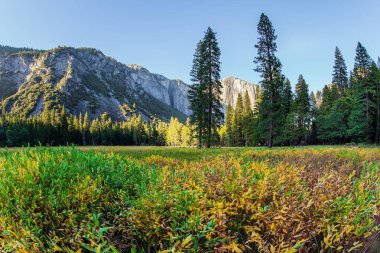 Kaliforniya, ABD. Görkemli kayalıklar ve çimenli çayırlar. Rock Monolith El Capitan. Yosemite Vadisi 'nde sarı ve yeşil çimenler. Park Sierra Nevada 'nın yamaçlarında yer almaktadır.. 