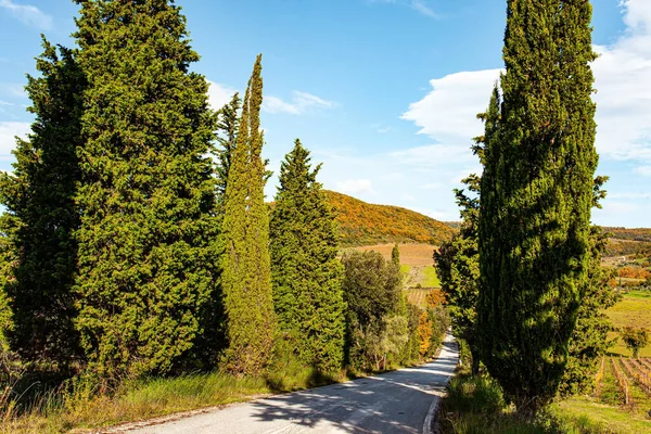 Colinas Pitorescas Jardins Vinhas Toscana Itália Árvores Cipreste Esbeltas Adornam — Fotografia de Stock