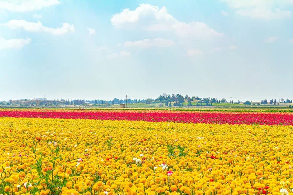 在集体农庄里 五颜六色的鲜亮的蝴蝶 以色列南部的集体农庄 以色列和加沙地带之间的边界 供海外出口的华丽花朵 — 图库照片