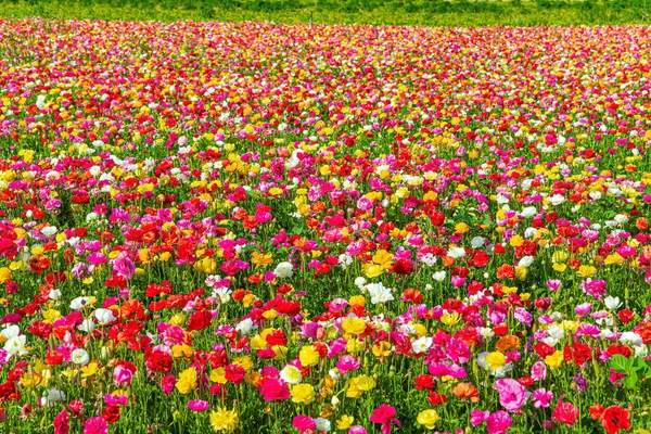 Grand Beau Buttercups Jardin Kibboutz Israélien Dans Sud Pays Frontière — Photo