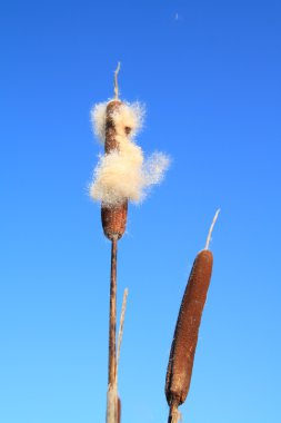 Göksel zemin üzerine kuru bulrush