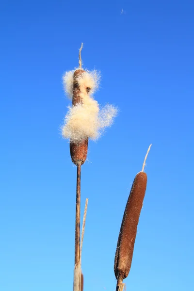 Dry bulrush on celestial background — Stock Photo, Image