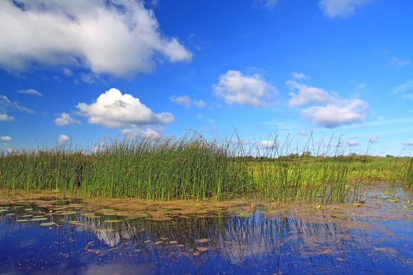 Marsh kruid — Stockfoto