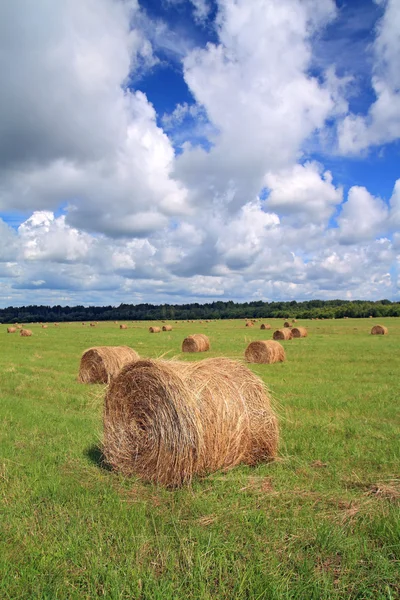 Pilha de feno no campo de verão — Fotografia de Stock