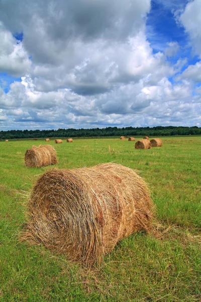 Stapel hooi op zomer veld — Stockfoto