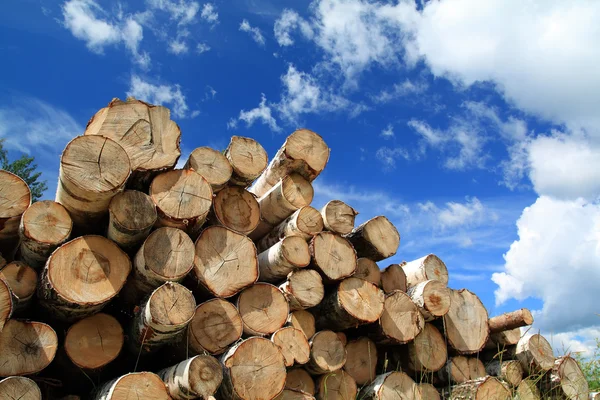 Hout in een veld in de buurt van het bos — Stockfoto