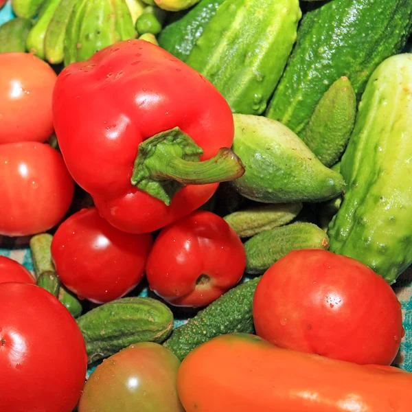 Paprika zwischen Gurken und Tomaten — Stockfoto