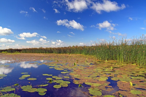 Літні болота під хмарним небом — стокове фото