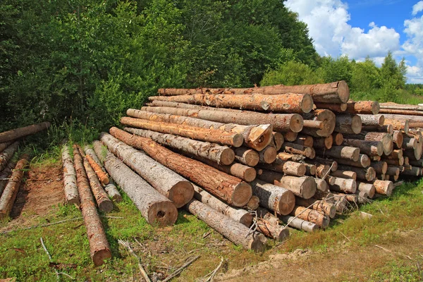 Bois dans un champ près de la forêt — Photo