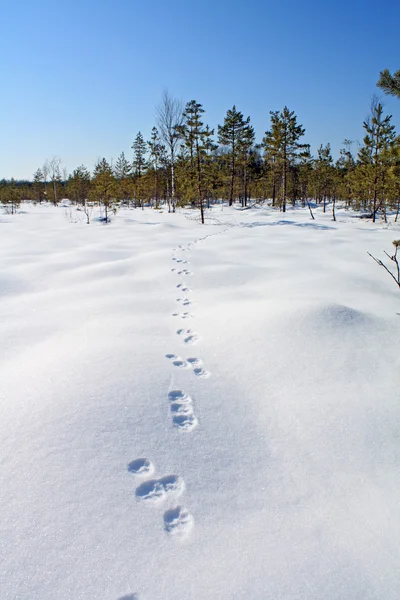 Zaječí stopy na bílém sněhu — Stock fotografie