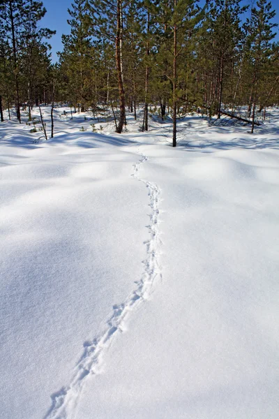 Auerhahnspuren auf weißem Schnee — Stockfoto