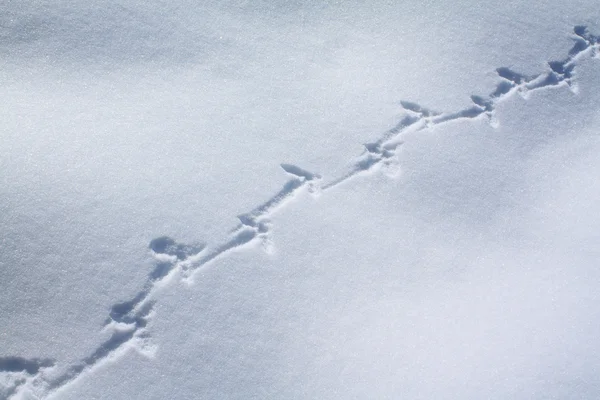 Capercaillie trace on white snow — Stock Photo, Image