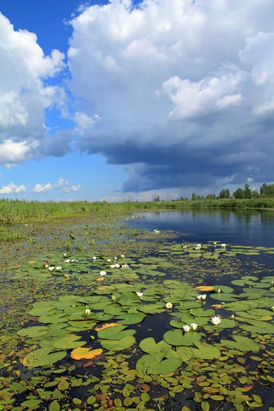 Lírios de água em pequeno lago — Fotografia de Stock