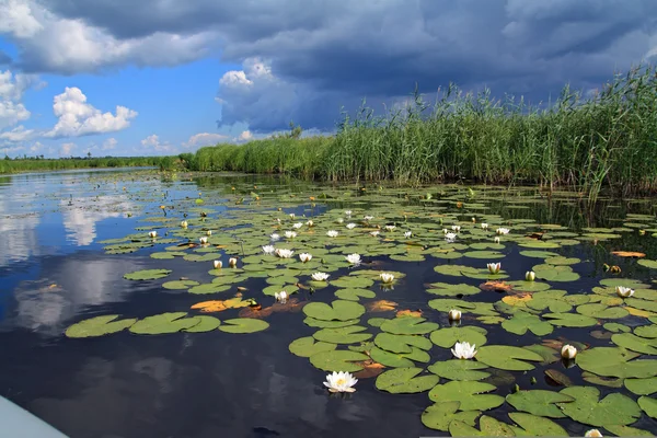 Водяні лілії на невеликому озері — стокове фото