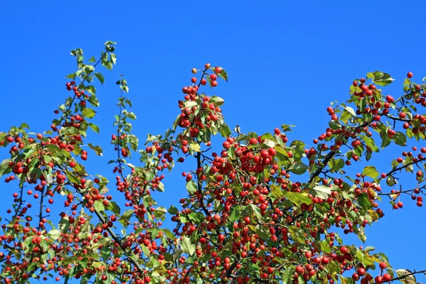 Pequeña manzana roja en rama verde —  Fotos de Stock