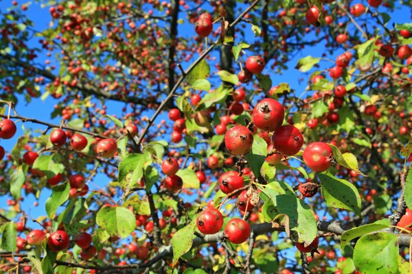 Pequeña manzana roja en rama verde —  Fotos de Stock