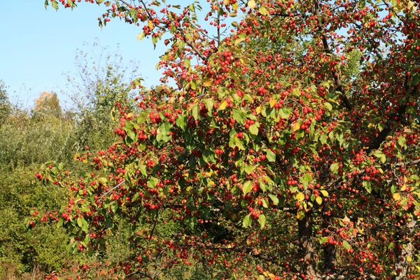 Pequeña manzana roja en rama verde —  Fotos de Stock