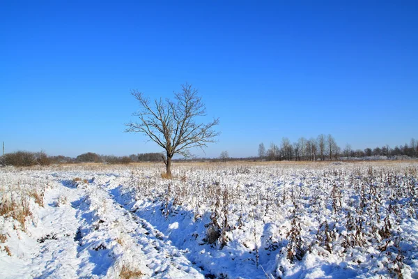 Petit chêne sur champ près des routes — Photo