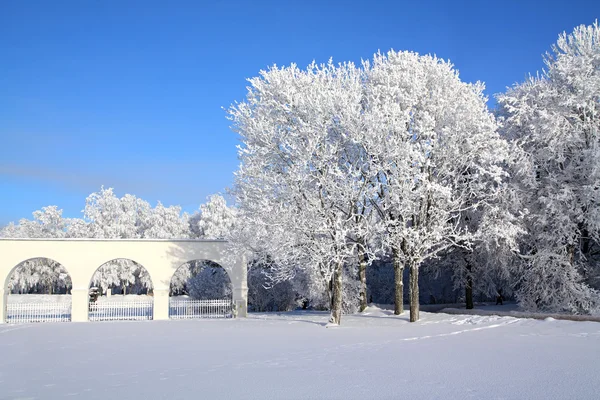 Дерево в снегу возле белой стены — стоковое фото