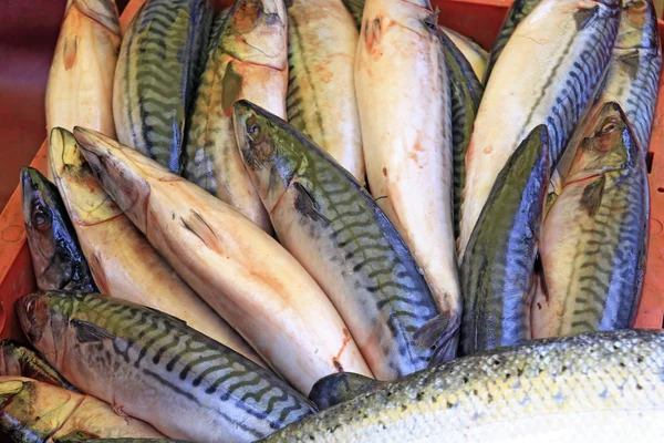 Dicke Fische auf dem ländlichen Markt — Stockfoto