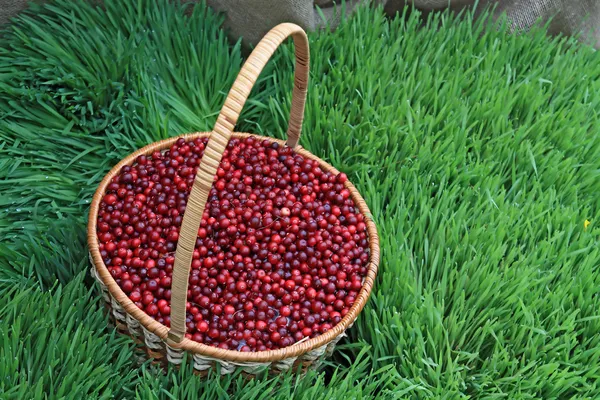 Cranberry in mand op groene kruid — Stockfoto