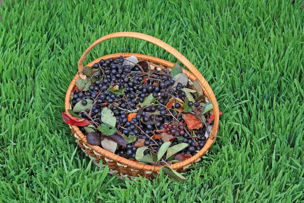 Preiselbeere im Korb kein grünes Kunstkraut — Stockfoto