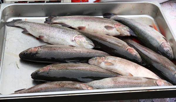 Dicke Fische auf dem ländlichen Markt — Stockfoto