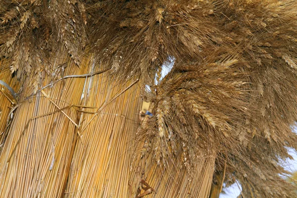 Wheat sheaf on white background — Stock Photo, Image