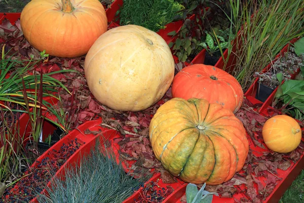 Pumpkin set on rural market — Stock Photo, Image