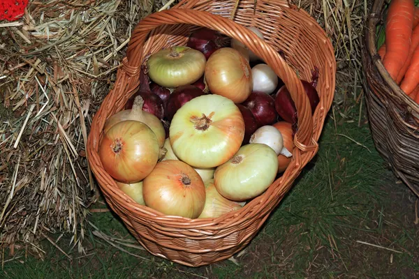 Zwiebeln im Korb auf dem Bauernmarkt — Stockfoto