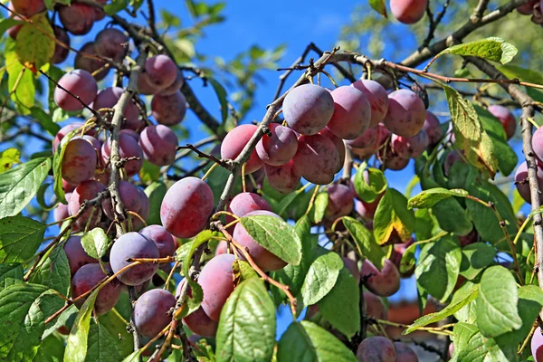 Mogna plommon på trä gren — Stockfoto