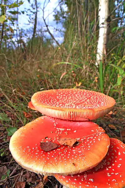 Fly agarics in wood — Stock Photo, Image