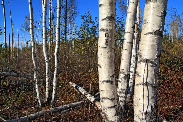 Copse de bouleau sur champ d'été — Photo