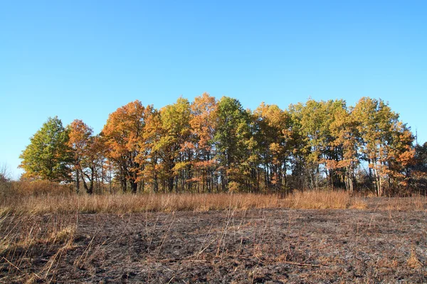 Legno di quercia dopo il fuoco — Foto Stock