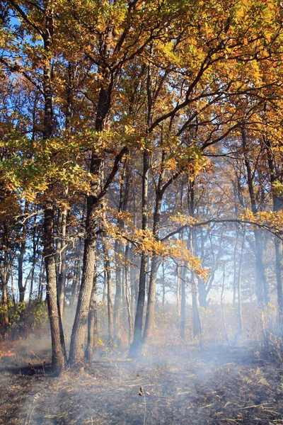 Feuer in Holz — Stockfoto