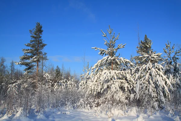 Dennen in sneeuw op hemelse achtergrond — Stockfoto