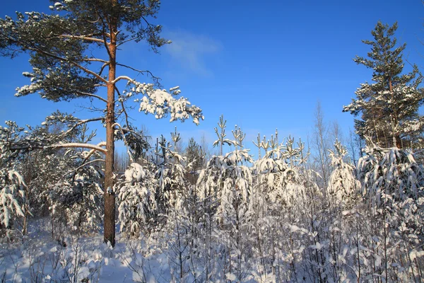 Dennen in sneeuw op hemelse achtergrond — Stockfoto