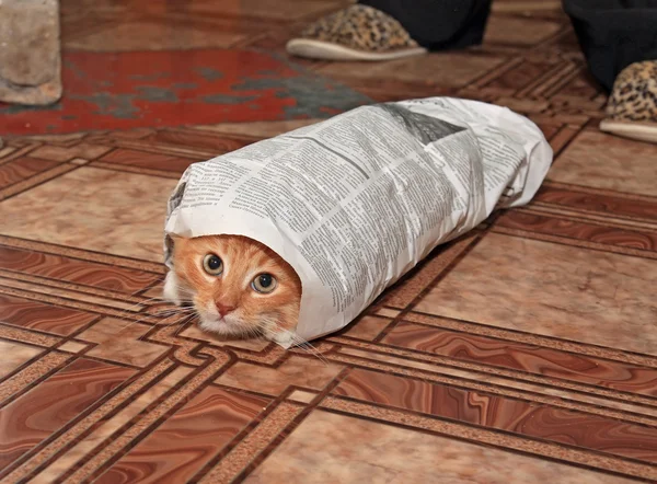 新聞に身を包んで赤毛キティ — ストック写真