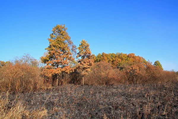 Bois de chêne après un feu intense — Photo