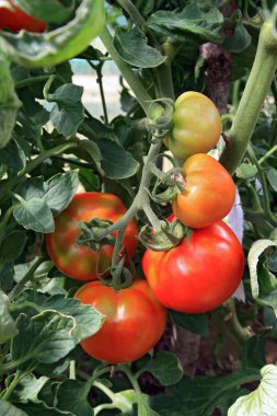 red tomatoes in plastic hothouse