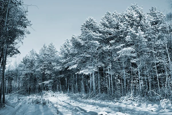 ถนนชนบทในป่าฤดูหนาว — ภาพถ่ายสต็อก