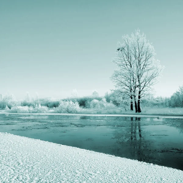 Arbustos na neve no rio de costa — Fotografia de Stock