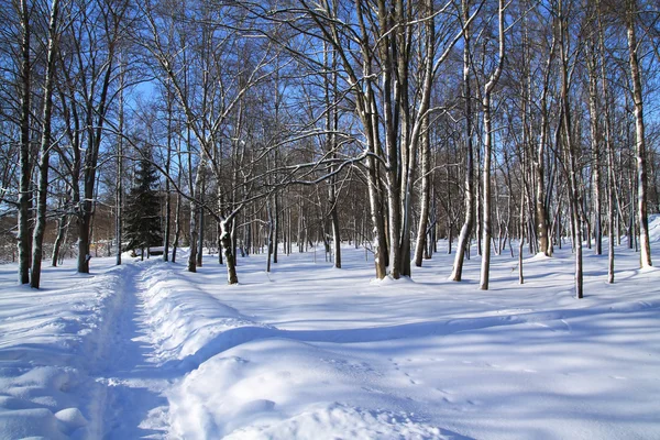 Pista de neve no parque de inverno — Fotografia de Stock