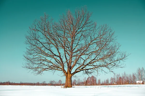 Legno invernale — Foto Stock