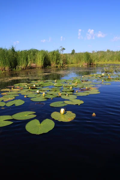 Lilie wodne na małym jeziorze — Zdjęcie stockowe