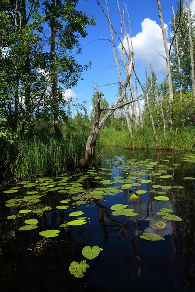 Lírios de água em pequeno lago — Fotografia de Stock