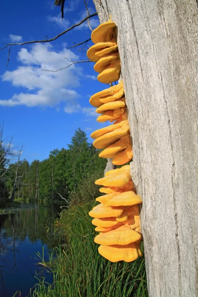 Yellow mushrooms on dry tree — Stock Photo, Image