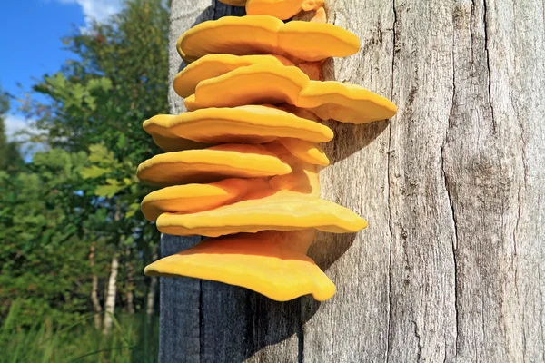 Yellow mushrooms on dry tree — Stock Photo, Image