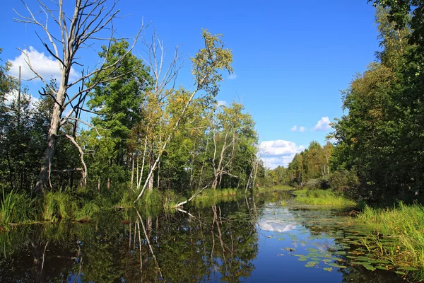 Suchý strom na pobřeží dřevo jezero — Stock fotografie