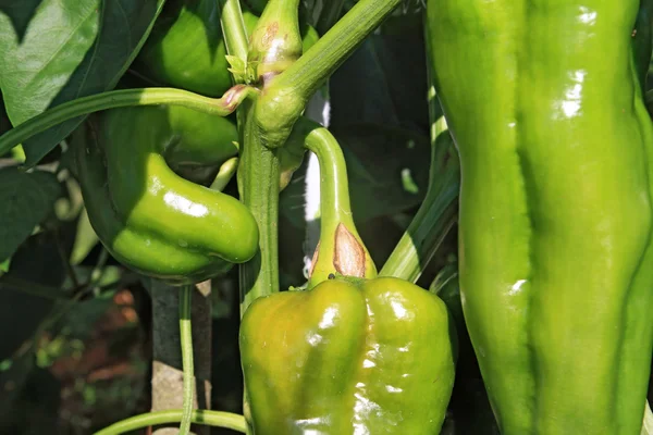 Green pepper on branch in hothouse — Stock Photo, Image